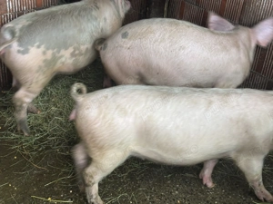 3 bucăți de 70 80 kg la 1000 lei bucata - imagine 2