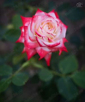 Obiectiv Kaleinar-5H 100mm F2.8 - imagine 3