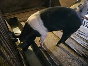 Porci pt sacrificat - imagine 2