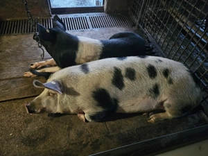 Porci pt sacrificat - imagine 3