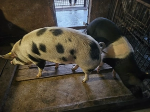 Porci pt sacrificat - imagine 4