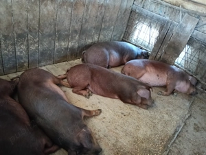 Vând porci de la 70 la 130 de kg - imagine 4