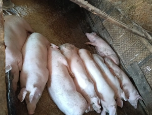 Vând porci de la 70 la 130 de kg - imagine 2