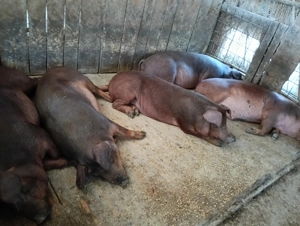 Vând porci de la 70 la 130 de kg - imagine 3