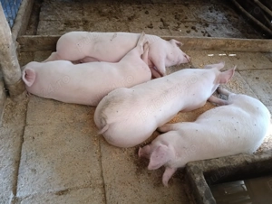 Vând porci de la 70 la 130 de kg - imagine 5