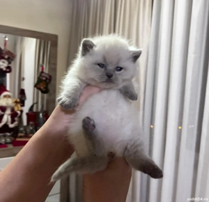 British shorthair colorpoint 