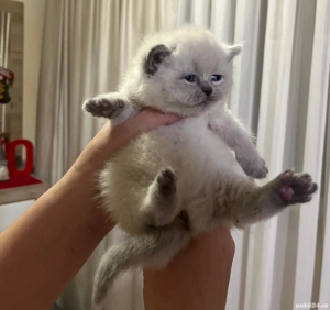 British shorthair colorpoint  - imagine 2