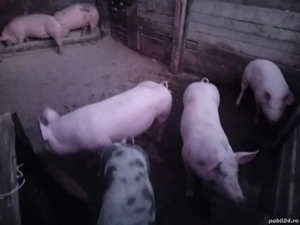 Vând porci de carne crescuți în gospodărie 14 lei kg - imagine 2