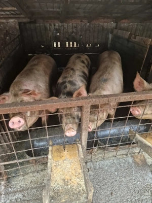 porc de vânzare 