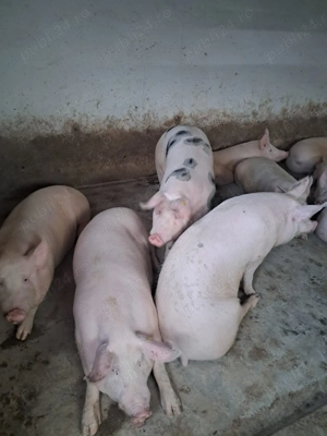 Porci de vânzare la Sânmihaiul Român  - imagine 2