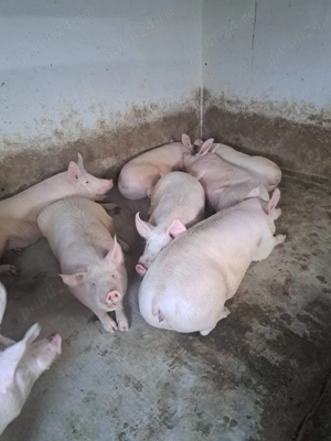 Porci de vânzare la Sânmihaiul Român 