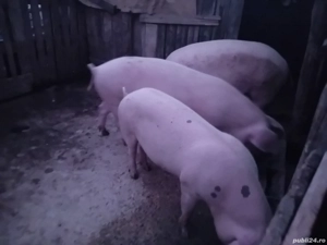 Vând porci de carne crescuți în gospodărie 14 lei kg - imagine 3