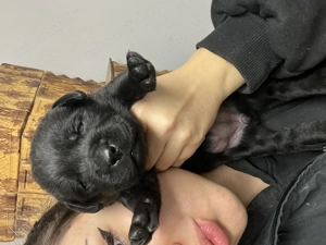 Labradori retriever negri și ciocolatii - imagine 2