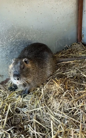 Disponibilă o pereche de nutrii mature.