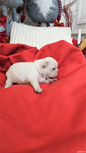 Bulldog Francez Platinum Pink - imagine 4