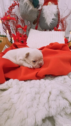 Bulldog Francez Platinum Pink - imagine 3