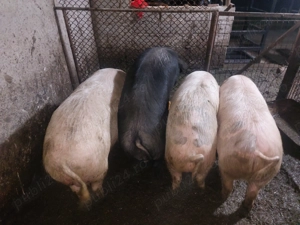 Porci pentru sacrificat - imagine 4