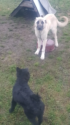 Vand femela de kangal