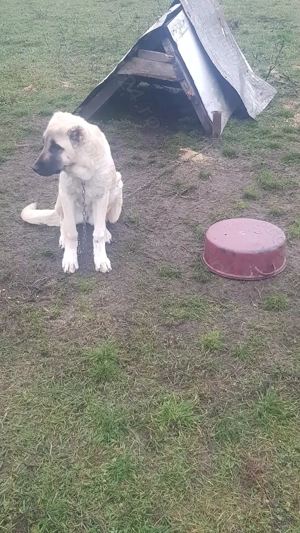 Vand femela de kangal - imagine 3