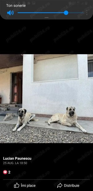 Vand femela de kangal - imagine 4