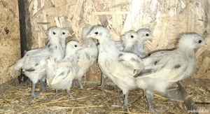 Puișori Australorp splash 