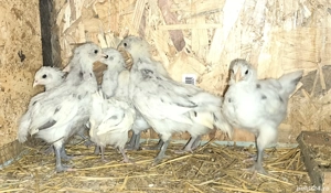 Puișori Australorp splash  - imagine 2