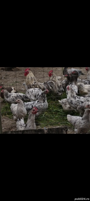 Puișori Australorp splash  - imagine 3