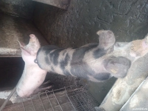 porci de carne - imagine 5