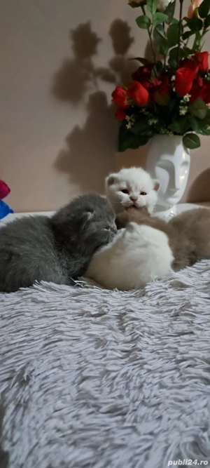 British shorthair colorpoint  - imagine 4