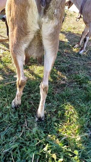 Capre anglo nubiene - imagine 4