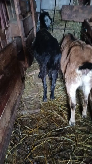 Capre anglo nubiene - imagine 2