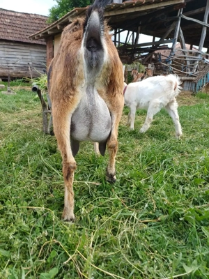 Capre anglo nubiene - imagine 5