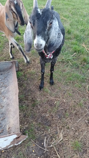 Capre anglo nubiene - imagine 3