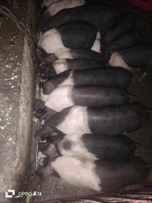 Bazna de Bazna, CRESCUȚI CA LA CARTE! Dispun și de cântar! - imagine 4