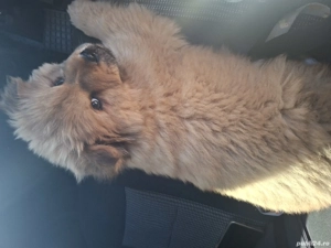 vand caine chow chow - imagine 2