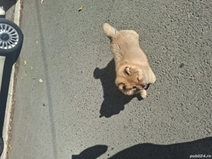 vand caine chow chow - imagine 3