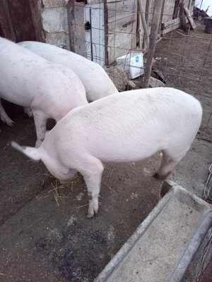 Porc castrat marele alb  - imagine 2