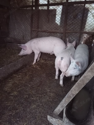 Porci de vânzare de curte  - imagine 4