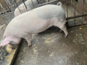 Porc de vânzare  - imagine 2