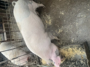 Porc de vânzare  - imagine 3