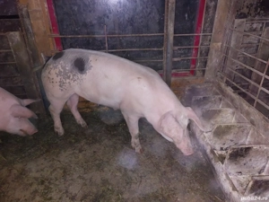 De Vînzare  preț bun 120 kg 