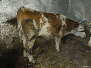 vaca de 5 ani gestanta 