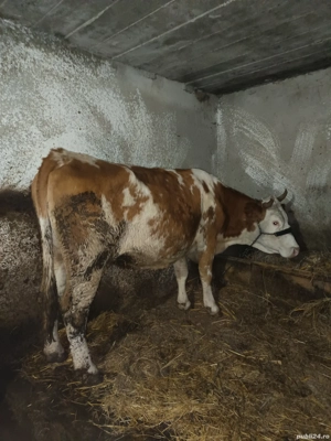 vaca de 5 ani gestanta  - imagine 2