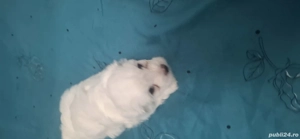 bishon maltez - imagine 2