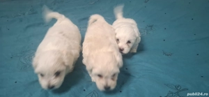 bishon maltez - imagine 3