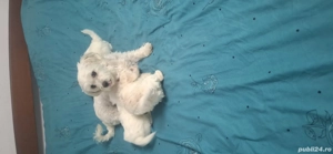 bishon maltez - imagine 4