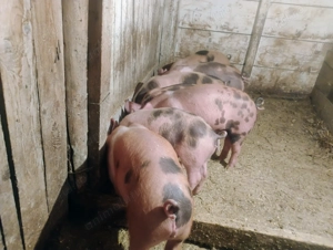 Purcei de vinzare Tecuci 