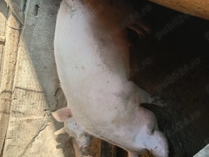 Porci de vânzare  - imagine 8