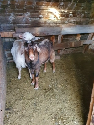 Vând țap metis anglonubian cu saanen - imagine 2