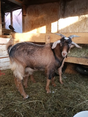 Vând țap metis anglonubian cu saanen - imagine 4
